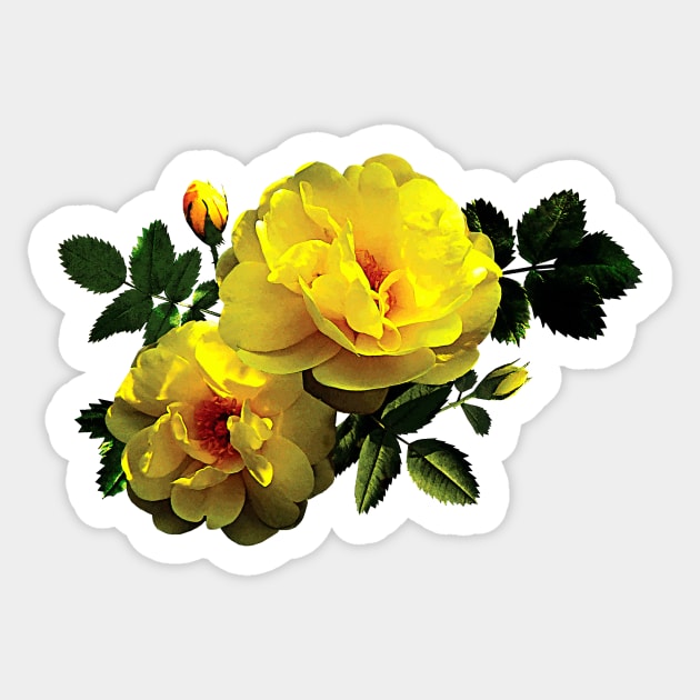 Two Yellow Roses in Sunshine Sticker by SusanSavad